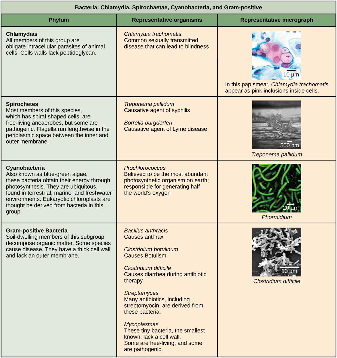 A table describing four different types of bacteria: Chlamydia, Spirochaetae, Cyanobacteria, and Gram-positive. The table is made up of three columns to describe the bacteria: phylum, representative organisms, and representative micrograph.