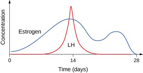 This graph shows how estrogen and luteinizing hormone L H concentrations rise and fall during the menstrual cycle. On day zero estrogen levels are low. Estrogen levels rise steadily until day 14, when they begin to fall. Around day 18 estrogens levels rise slightly, then fall again, reaching zero at day 28. L H is absent until around day 10, when it rapidly begins to rise, reaching a peak on day 14. LH levels then fall rapidly, reaching zero around day 18.