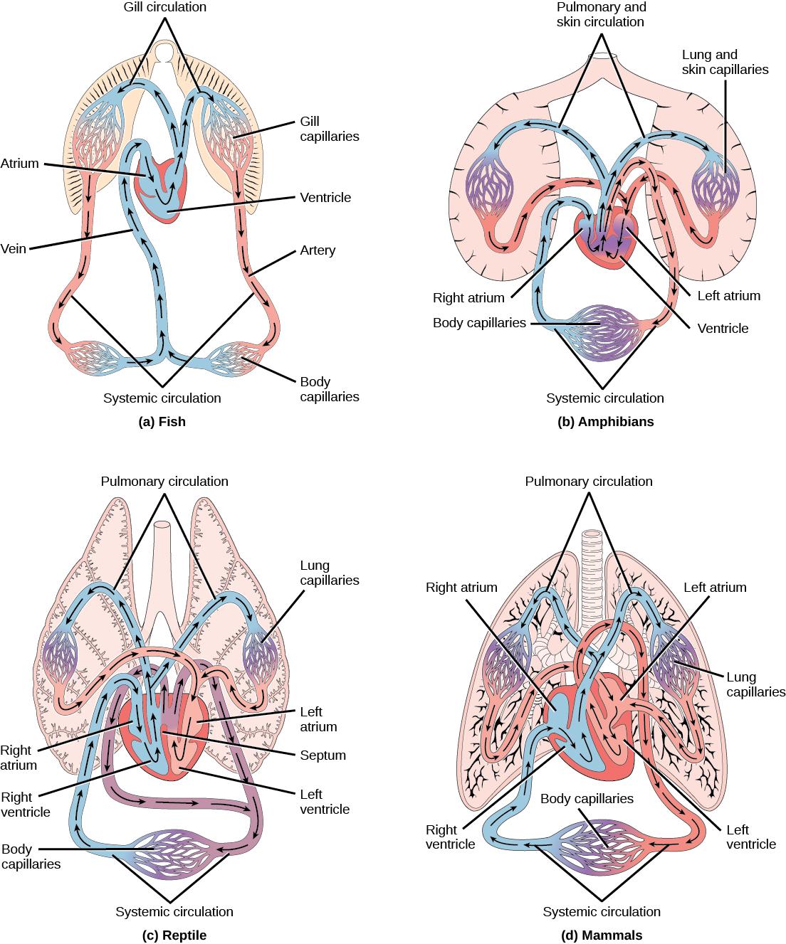 Illustration A shows the circulatory system of fish, which have a two-chambered heart with one atrium and one ventricle. Blood in systemic circulation flows from the body into the atrium, then into the ventricle. Blood exiting the heart enters gill circulation, where gases are exchanged by gill capillaries. From the gills blood re-enters systemic circulation, where gases in the body are exchanged by body capillaries. Illustration B shows the circulatory system of amphibians, which have a three-chambered h