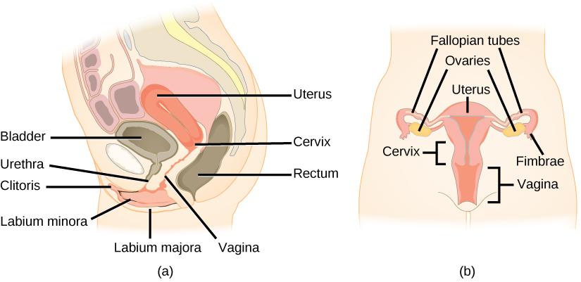 Side and front views of female reproductive organs are shown. The vagina is wide at the bottom, and narrows into the cervix. Above the cervix is the uterus, which is shaped like a triangle pointing down. Fallopian tubes extend from the top sides of the uterus. The Fallopian tubes curve back in toward the uterus, and end in fingerlike appendages called fimbriae. The ovaries are located between the fimbriae and the uterus. The urethra is located in front of the vagina, and the rectum is located behind. The 