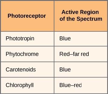 This table has five rows and two columns. The first row is a header row, and it labels each column, Photoreceptor and Active Region of the Spectrum. In the first row, the left column reads Phototropin, and the right column reads Blue. In the second row, the left column reads Phytochrome, and the right column reads Red to far red. In the third row, the left column reads Carotenoids, and the right column reads Blue. In the fourth row, the left column reads Chlorophyll, and the right column reads Blue to red