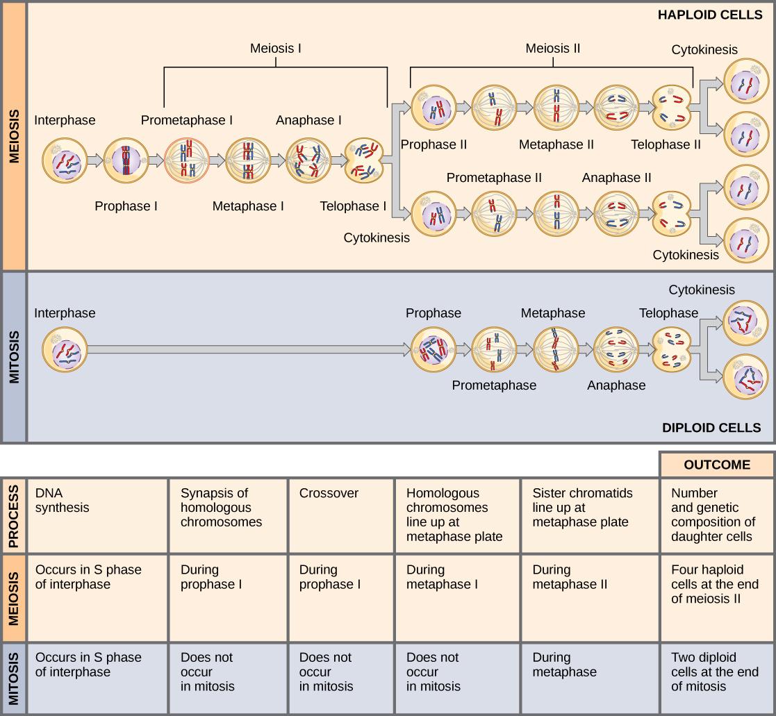 This illustration compares meiosis and mitosis. In meiosis, there are two rounds of cell division, whereas there is only one round of cell division in mitosis. In both mitosis and meiosis, DNA synthesis occurs during S phase. Synapsis of homologous chromosomes occurs in prophase I of meiosis, but does not occur in mitosis. Crossover of chromosomes occurs in prophase I of meiosis, but does not occur in mitosis. Homologous pairs of chromosomes line up at the metaphase plate during metaphase I of meiosis, bu