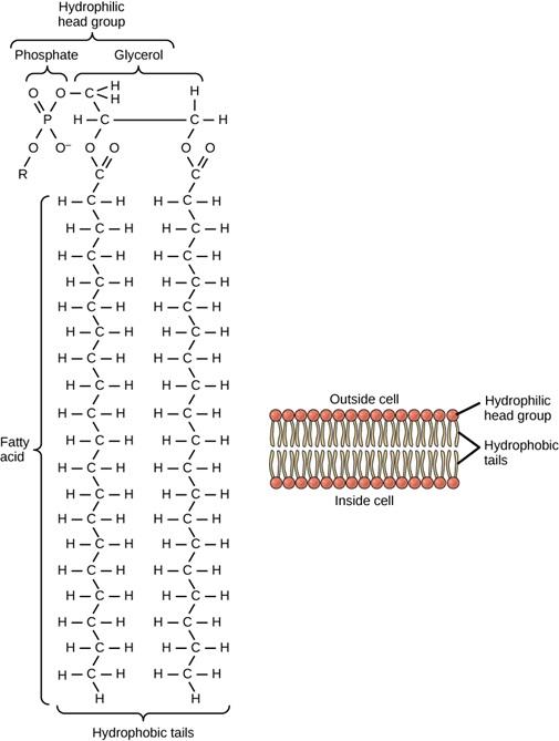 This figure shows two different images. The image on the left side depicts a single phospholipid and one on the right side depicts the bilayer structure of a biological membrane made of multiple phospholipids. The image on the left is the chemical structure of a single phospholipid showing all of the atoms and covalent bonds connecting the atoms. The phospholipid is composed of a hydrophilic head group, formed from a phosphate group and glycerol molecule, and two separate hydrophobic tails formed from two