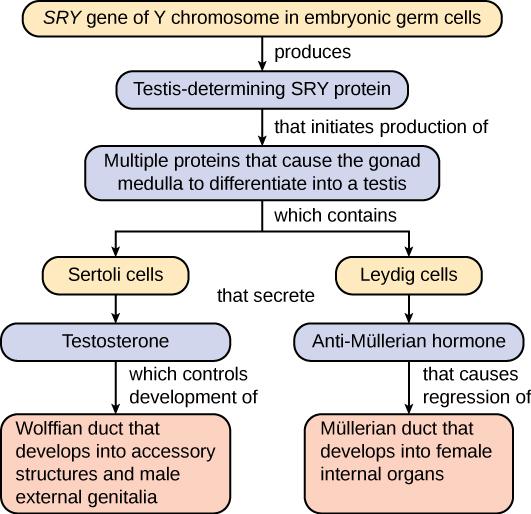 A flow chart illustrates the steps in human embryonic development leading to normal male development. First the SRY gene of the Y chromosome in embryonic germ cells produces testis-determining SRY protein, which in turn initiates the production of multiple proteins that cause the gonad medulla to differentiate into a testis. This medulla contains Sertoli cells that secrete testosterone, which controls development of the Wolffian duct into accessory structures, and male external genitalia. The medulla also