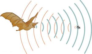 A bat produces sound waves that bounce off of a fly and back to the bat.