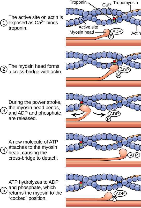 Illustration shows two actin filaments coiled with tropomyosin in a helix, sitting beside a myosin filament. Each actin filament is made of round actin subunits linked in a chain. A bulbous myosin head with ADP and Pi attached sticks up from the myosin filament. The contraction cycle begins when calcium binds to the actin filament, allowing the myosin head to from a cross-bridge. During the power stroke, the myosin head bends and ADP and phosphate are released. As a result, the actin filament moves relati