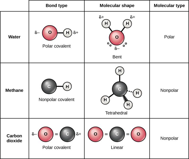 Table compares water, methane and carbon dioxide molecules. In water, oxygen has a stronger pull on electrons than hydrogen resulting in a polar covalent O-H bond. Likewise in carbon dioxide the oxygen has a stronger pull on electrons than carbon and the bond is polar covalent. However, water has a bent shape because two lone pairs of electrons push the hydrogen atoms together so the molecule is polar. By contrast carbon dioxide has two double bonds that repel each other, resulting in a linear shape. The 