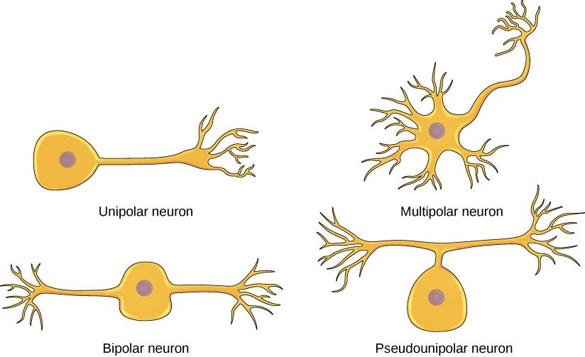 The unipolar cell has a single, long axon extending from the cell body. The bipolar neuron has two axons projecting from opposite sides of the cell body. The multipolar neuron has one long axon and several short, highly branched axons extending in all directions. The pseudounipolar neuron has one axon that forms two branches a short distance from the cell body, each of which extends in a different direction.