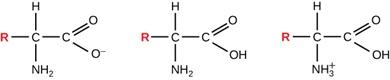 The figure shows three successive amino acids. The amino acid on the right shows a H atom bound to a C atom bound to an N H 2 compound. The carbon atom is bound to another C atom that is bounded with two lines to an O atom and bounded to an O minus. The amino acid in the center  shows a H atom bound to a C atom bound to an N H 2 compound. The C atom is bound to another C atom that is bounded with two lines to an O atom and bounded to a O H. The amino acid on the right shows a H atom bound to a C atom boun