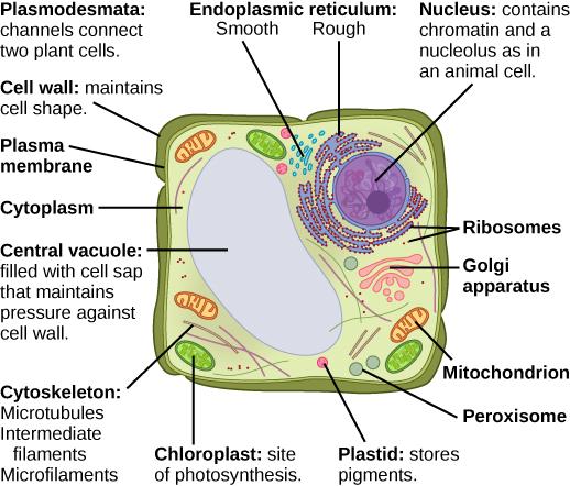 Part b: This illustration depicts a typical eukaryotic plant cell. The nucleus of a plant cell contains chromatin and a nucleolus, the same as an animal cell. Other structures that the plant cell has in common with the animal cell include rough and smooth endoplasmic reticulum, the Golgi apparatus, mitochondria, peroxisomes, and ribosomes. The fluid inside the plant cell is called the cytoplasm, just as it is in an animal cell. The plant cell has three of the four cytoskeletal components found in animal c