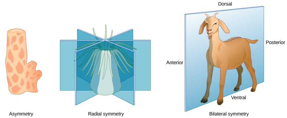 Illustration A shows an asymmetrical sponge with a tube-like body and a growth off to one side. Illustration B shows a sea anemone with a tube-like, radial symmetrical body. Tentacles grow from the top of the tube. Three vertical planes arranged 120 degrees apart dissect the body. The half of the body on one side of each plane is a mirror image of the body on the other side. Illustration C shows a goat with a bilaterally symmetrical body. A plane runs from front to back through the middle of the goat, dis