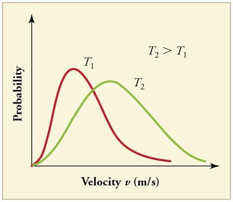 Two distributions of probability versus velocity at two different temperatures plotted on the same graph. Temperature two is greater than Temperature one. The distribution for Temperature two has a peak with a lower probability, but a higher velocity than the distribution for Temperature one. The T sub two graph has a more normal distribution and is broader while the T sub one graph is more narrow and has a tail extending to the right.