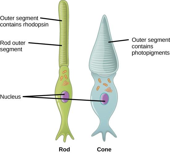 This illustration shows that rods and cones are both long, column-like cells with the nucleus located in the bottom portion. The rod is longer than the cone. The outer segment of the rod contains rhodopsin. The outer segment of the rod contains other photo-pigments. An oil droplet is located beneath the outer segment.