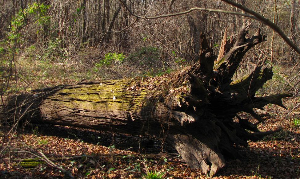 A fallen tree lies on the ground in a forest.