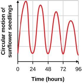 This graph shows time in hours on the x-axis from 0 to 96 in increments of 24, and circular motion of sunflower seedlings on the y-axis. The plot line shows a series of 4 waves that peak between each of the labeled x-axis values. The waves grow progressively smaller in height from time 0 to time 96, with the fourth wave being about two-thirds the height of the first wave.