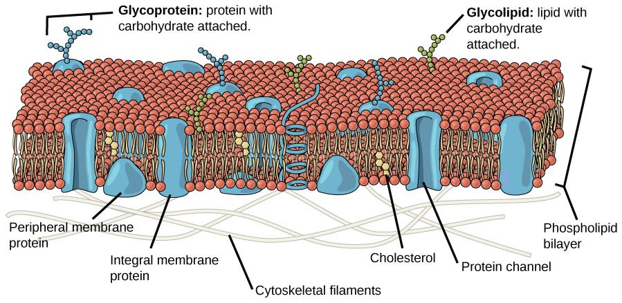 This illustration shows that the inside and outside of a plasma membrane are different.