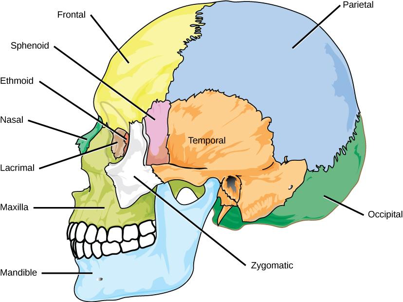 The eight cranial bones of the skull are shown.