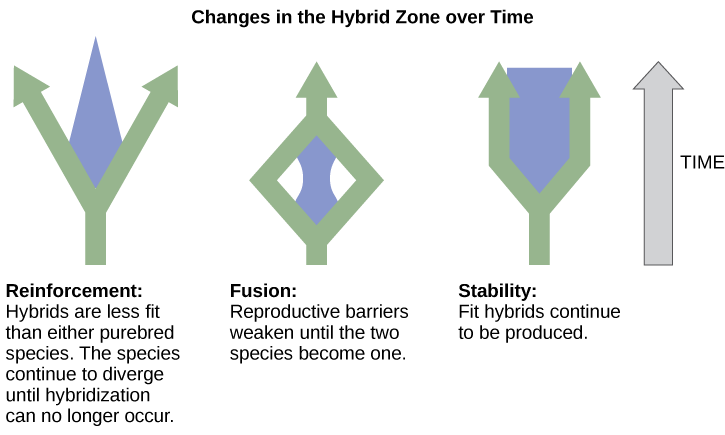 Three different possible changes in the hybrid zone may occur over time. The first possible change, reinforcement, results when hybrids are less fit than either purebred species. Like a fork in the road, the species continue to diverge until hybridization no longer occurs. The second possible change, fusion, results when reproductive barriers weaken until two species become one. In this scenario species initially diverge, but then join together. In the third scenario, stability, fit hybrids continue to be