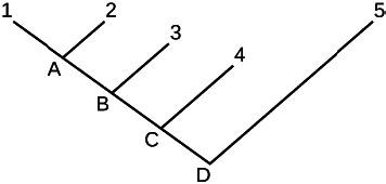 The figure shows a V-shaped branching diagram in which two diagonal lines of the same length meet at a point. The point where the two lines meet is labelled with the letter D. The right diagonal line extends from D to the number 5. The left line follows this progression: D, C, B, A, 1. The letter C branches to a shorter right diagonal line that ends at the number four.  The letter B branches to a shorter right diagonal line that ends at the number 3. The letter A branches to a shorter right diagonal line 