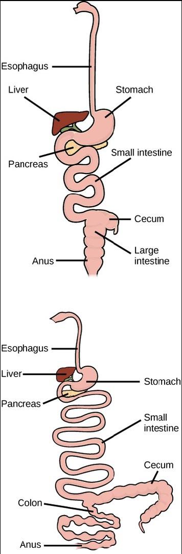 These figures show the majority of the digestive tract of two organisms that consume different food sources. The top digestive tract begins with the esophagus, stomach, liver, pancreas, then the small intestine, cecum, large intestine, and ends at the anus. The bottom digestive tract begins with the esophagus, stomach, liver, pancreas, then the small intestine, cecum, colon, and ends at the anus. The digestive system in the upper image has a large stomach, large liver, wide small intestine, small cecum, a