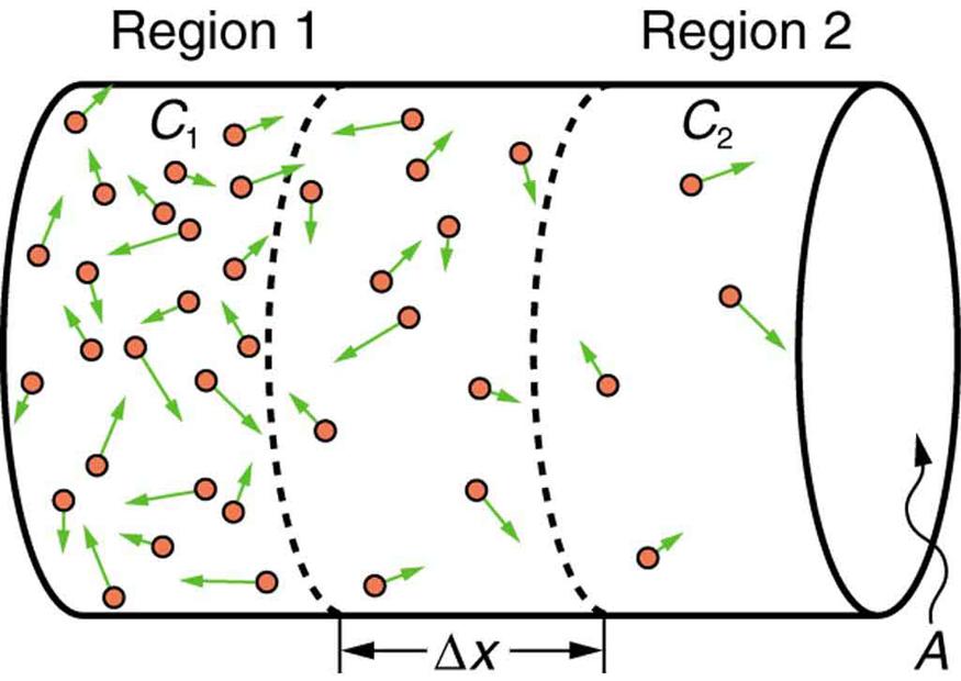 The figure shows the diffusion along a cylindrical tube of area of cross section A. The cylindrical tube is divided into three regions. The cross section is marked as A. The first region is marked as region one. The concentration there is marked C one. The molecules are shown as small sphere with an arrow pointing out from them. The concentration is high in this region. The second region is marked of width delta x. The concentration is lesser in this region as compared to region one. The third region is m