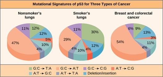 Three pie charts show the mutational signatures of p 53 for nonsmoker’s lungs, smoker’s lungs, and for breast and colorectal cancer. The mutation G C to A T is present in 47 percent of nonsmoker’s lungs, 29 percent of smoker’s lungs, and 54 percent of breast and colorectal cancers. The mutation G C to T A is present in 12 percent of nonsmoker’s lungs, 30 percent of smoker’s lungs, and 9 percent of breast and colorectal cancers. The mutation G C to C G is present in 11 percent of smoker’s and
