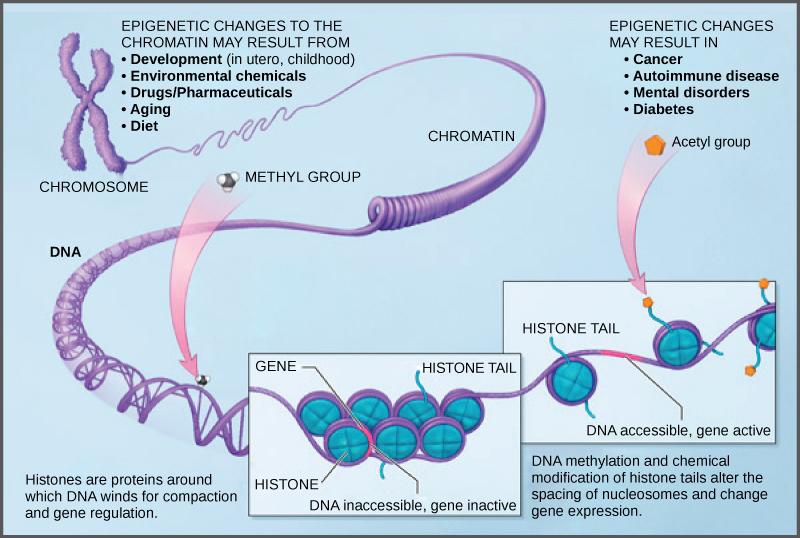 Illustration shows a chromosome that is partially unraveled and magnified, revealing histone proteins wound around the DNA double helix. Histones are proteins around which DNA winds for compaction and gene regulation. Methylation of DNA and chemical modification of histone tails are known as epigenetic changes. Epigenetic changes alter the spacing of nucleosomes and change gene expression. Epigenetic changes may result from development, either in utero or in childhood, environmental chemicals, drugs, agin