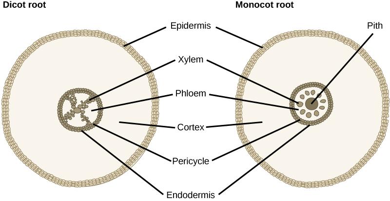 The cross section of a dicot root has an X-shaped structure at its center. The X is made up of many xylem cells. Phloem cells fill the space between the X. A ring of cells called the pericycle surrounds the xylem and phloem. The outer edge of the pericycle is called the endodermis. A thick layer of cortex tissue surrounds the pericycle. The cortex is enclosed in a layer of cells called the epidermis. The monocot root is similar to a dicot root, but the center of the root is filled with pith. The phloem ce