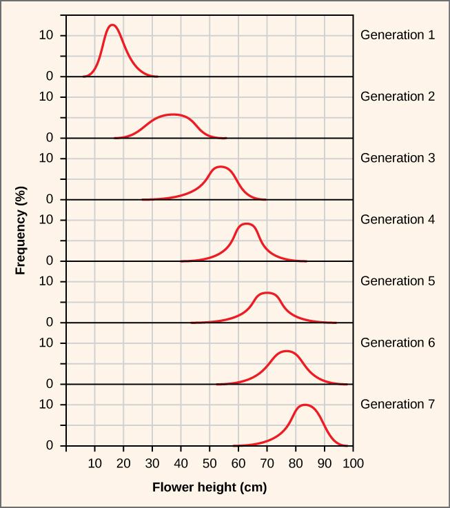 Illustrated are frequency curves for seven generations of flowers. The x axis is labeled Flower height (cm). The x axis ranges from 0 to 100 in intervals of 10. The y axis is labeled Frequency (percent). The y axis ranges from 0 to 10. Flower height increases with each generation.