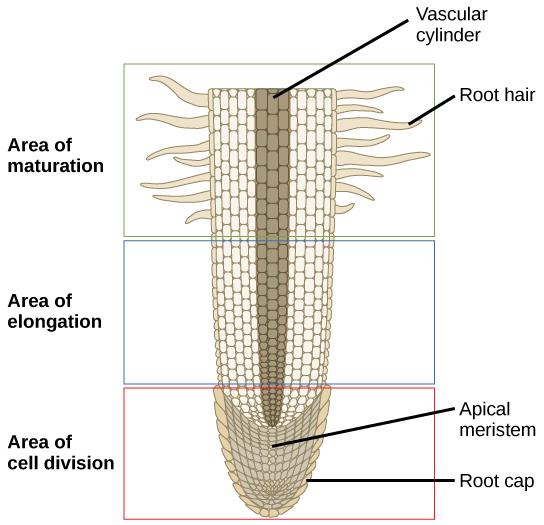 This lateral section of a root tip is divided into three areas: an upper area of maturation, a middle area of elongation, and a lower area of cell division at the root tip. In the area of maturation, root hairs extend from the main root and cells are large and rectangular. The area of elongation has no root hairs, and the cells are still rectangular, but somewhat smaller. A vascular cylinder runs through the center of the root in the area of maturation and the area of elongation. In the area of cell divis