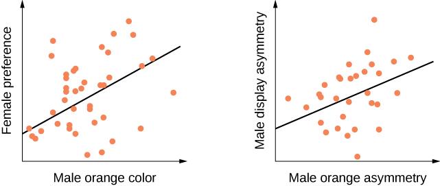 Two scatter plots are shown. The first plots female preference versus the brightness of the male’s orange color. There is a lot of scatter in the data, but a fit line indicates female preference increases with the brightness of the male’s color. The second plots male display asymmetry versus male orange asymmetry. There is a lot of scatter in the data, but a fit line indicates that males with more asymmetry in color are more likely to asymmetrically display their bodies to females.