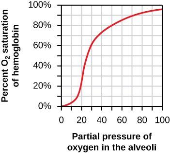 The graph shows how the percent oxygen saturation of hemoglobin changes with the partial pressure of oxygen in alveoli. When the partial pressure of oxygen is zero, no oxygen is bound to hemoglobin. The partial pressure increases gradually as partial pressure increases to 15 millimeters of mercury, then rises rapidly. At about 60 millimeters of mercury the rise in oxygen saturation slowly tapers off. At 100 millimeters of mercury, oxygen saturation of hemoglobin is about 95 percent.