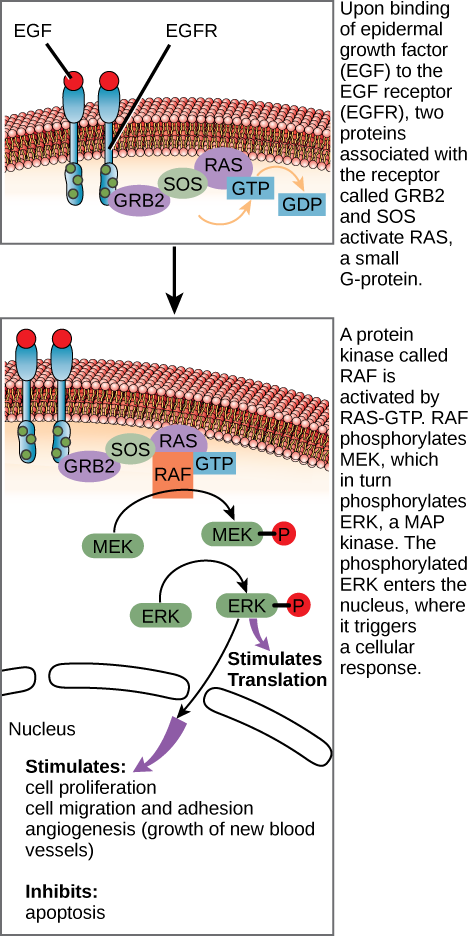 This illustration shows the epidermal growth factor receptor, which is embedded in the plasma membrane. Upon binding of a signaling molecule to the receptor’s extracellular domain, the receptor dimerizes, and intracellular residues are phosphorylated. Phosphorylation of the receptor triggers the phosphorylation of a protein called MEK by RAF. MEK, in turn, phosphorylates ERK. ERK stimulates protein translation in the cytoplasm, and transcription in the nucleus. Activation of ERK stimulates cell prolifer