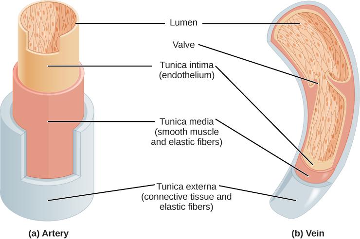 Illustrations A and B show that arteries and veins consist of three layers, an inner endothelium called the tunica intima, a middle layer of smooth muscle and elastic fibers called the tunica media, and an outer layer of connective tissues and elastic fibers called the tunica externa. The outer two layers are thinner in the vein than in the artery. The central cavity is called the lumen. Veins have valves that extend into the lumen.