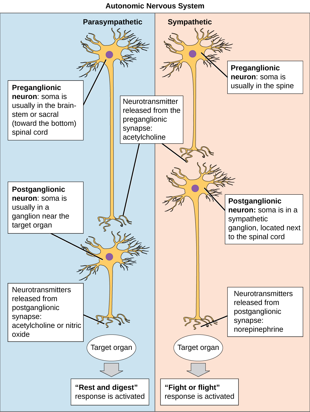 The autonomic nervous system is divided into sympathetic and parasympathetic systems. In the sympathetic system, the soma of the preganglionic neurons is usually located in the spine while in the parasympathetic system the soma is usually in the brainstem or sacral, at the bottom of the spine. In both systems, the preganglionic neuron releases the neurotransmitter acetylcholine into the synapse. Postganglionic neurons of the sympathetic system have somas in a sympathetic ganglion, located next to the spin