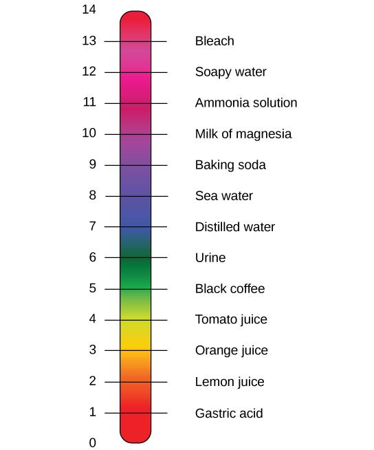 The pH scale, which ranges from zero to 14, sits next to a bar with the colors of the rainbow. The pH of common substances are given. These include gastric acid with a pH around one, lemon juice with a pH around two, orange juice with a pH around three, tomato juice with a pH around four, black coffee with a pH around five, urine with a pH around six, distilled water with a pH around seven, sea water with a pH around eight, baking soda with a pH around nine, milk of magnesia with a pH around ten, ammonia 