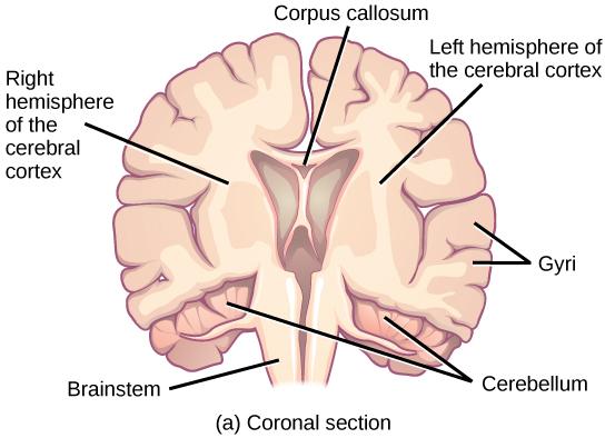 This figure shows two illustrations side by side. The right figure shows the coronal section of the human brain. The left figure shows the sagittal sections of the human brain.