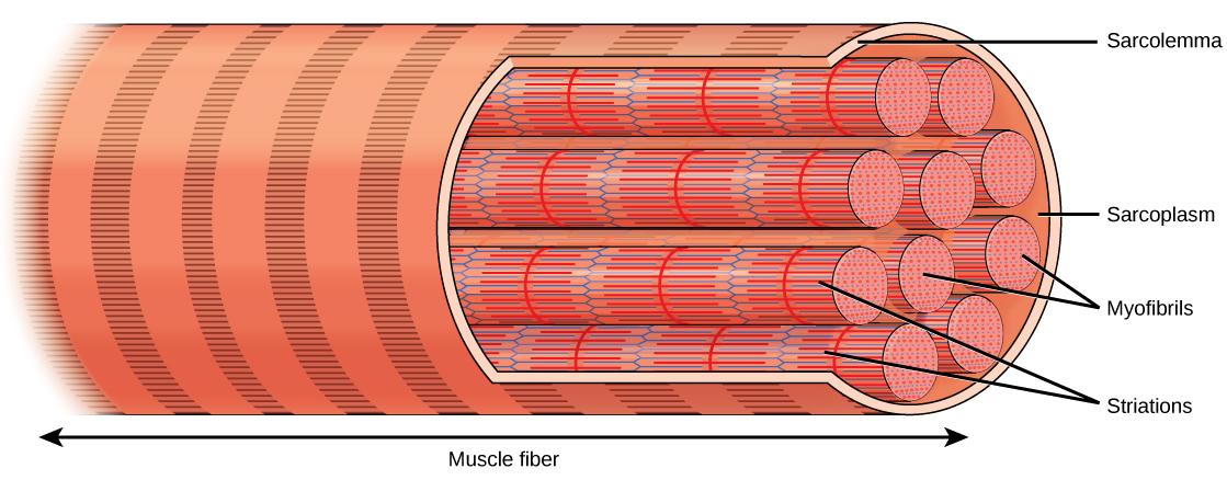 Illustration shows a long, tubular skeletal muscle cell that runs the length of a muscle fiber. Bundles of fibers called myofibrils run the length of the cell. The myofibrils have a banded appearance.