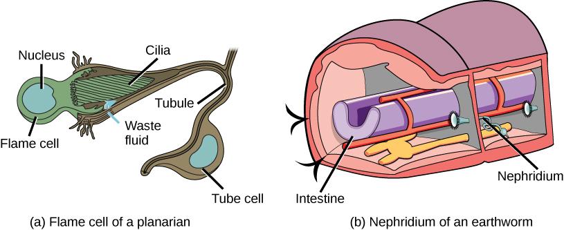 Illustration A shows a flame cell, which is bulb-shaped with cilia projecting from one end. The cilia form a point, like the tip of a paintbrush, inside as wide opening at the end of a tube cell. The tube cell narrows into a tubule, then widens into a body where the nucleus is located. The tubule continues past the cell body. Illustration B shows a cross section of an earthworm, which is segmented with walls separating each segment. The trumpet-like opening of a nephridium sticks out of the wall. Cilia su