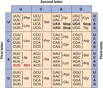 The figure shows a table depicting all 64 combinations for amino acids. Of the codons shown, 62 are for amino acids and three are stop codons.