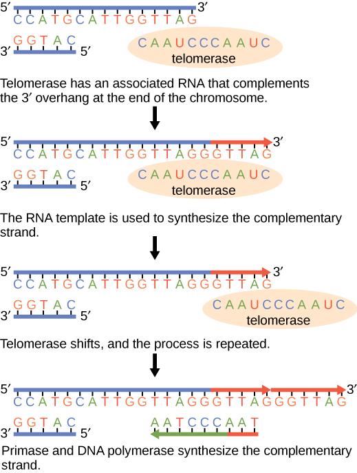 Telomerase has an associated RNA that complements the 5' overhang at the end of the chromosome. The RNA template is used to synthesize the complementary strand. Telomerase then shifts, and the process is repeated. Next, primase and DNA polymerase synthesize the rest of the complementary strand.