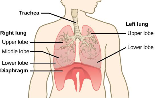 The illustration shows the trachea, which starts at the top of the neck and continues down into the chest, where it branches into the bronchi, which enter the lungs. The left lung has two lobes. The upper lobe is located in front of and above the lower lobe. The right lung has three lobes. The upper lobe is on the top, the lower lobe is on the bottom, and the middle lobe is sandwiched between them. The diaphragm presses against the bottom of the lungs and has the appearance of skin stretched over the top 