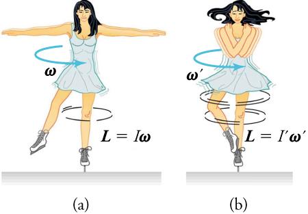 An illustration shows an ice skater in two positions. She is spinning on the tip of her skate with her arms extended in the first position. In the second position, her arms are pulled in as she is spinning. In the first position, an arrow labeled w shows the direction of her spin and the equation L equals I times w is shown. In the second position, an arrow labeled w prime shows the direction of her spin and the equation L equals I prime times w prime is shown.