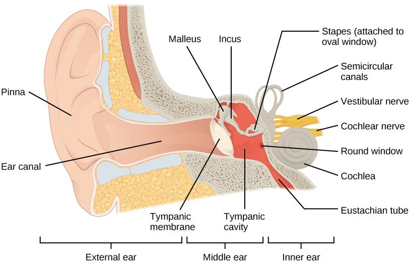 The illustration shows the parts of the human ear. The visible part of the exterior ear is called the pinna. The ear canal extends inward from the pinna to a circular membrane called the tympanum. On the other side of the tympanum is the Eustachian tube. Inside the Eustachian tube the malleus, which touches the inside of the tympanum, is attached to the incus, which is in turn attached to the horseshoe-shaped stapes. The stapes is attached to the round window, a membrane in the snail shell-shaped cochlea.
