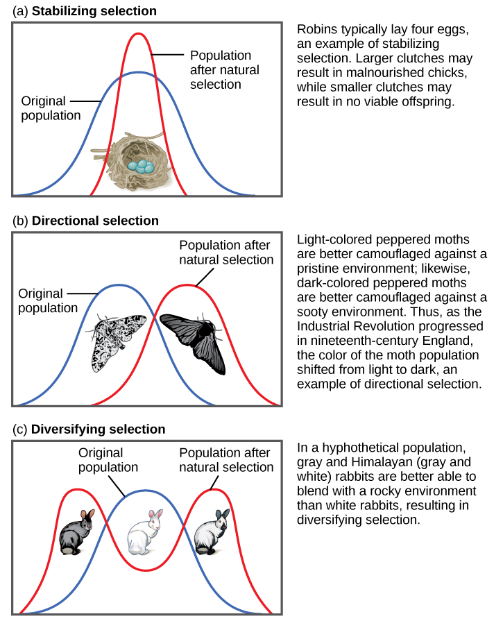 Part (a) shows a robin clutch size as an example of stabilizing selection. Robins typically lay four eggs. Larger clutches may result in malnourished chicks, while smaller clutches may result in no viable offspring. A wide bell curve indicates that, in the original population, there was a lot of variability in clutch size. Overlaying this wide bell curve is a narrow one that represents the clutch size after natural selection, which is much less variable. Part (b) shows moth color as an example of directio