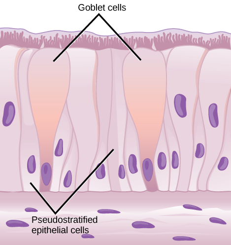 Illustration shows columnar cells arranged side-by-side. The cells are wide at the top, and thin at the bottom. Shorter columnar cells are interspersed between the lower, thin part of the tall columnar cells. Some of these cells extend to the surface of the epithelium, but they are very thin at the top. The nuclei of the tall columnar cells are located near the top, and the nuclei of the shorter columnar cells are located near the bottom, giving the appearance of two layers of cells. Cilia extend from the