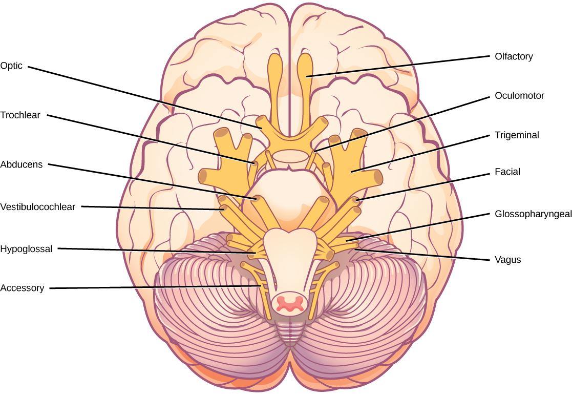 Illustration shows the underside of the brain. The twelve cranial nerves cluster around the brain stem, and are symmetrically located on each side. The olfactory nerve is short and lobe-like, and is located closest to the front. Directly behind this is the optic nerve, then the oculomotor nerve. All these nerves are located in front of the brain stem. The trigeminal nerve, which is the thickest, is located on either side of the brain stem. It forms three branches shortly after leaving the brain. The troch