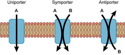 This illustration shows a plasma membrane with three transport proteins embedded in it. The left image shows a uniporter that transports a substance in one direction. The middle image shows a symporter that transports two different substances in the same direction. The right image shows an antiporter that transports two different substances in opposite directions.