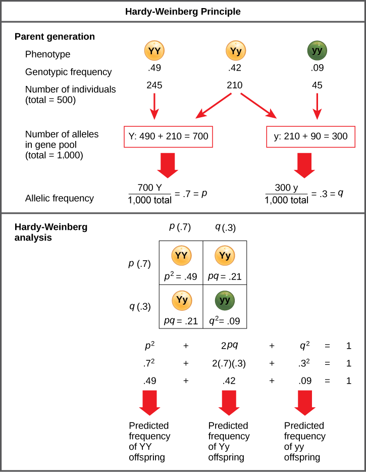 The Hardy–Weinberg principle is used to predict the genotypic distribution of offspring in a given population. In the example given, pea plants have two different alleles for pea color. The dominant capital Y allele results in yellow pea color, and the recessive small y allele results in green pea color. The distribution of individuals in a population of 500 is given. Of the 500 individuals, 245 are homozygous dominant (capital Y capital Y) and produce yellow peas. 210 are heterozygous (capital Y small 