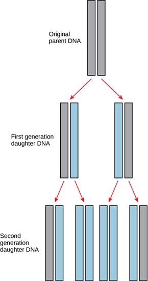 The figure shows pairs of rectangular blocks that represent DNA. From top to bottom, a pair of gray rectangles are labelled Original parent’s DNA. Two downward pointing arrows connect to two more pairs of rectangles labelled First generation daughter DNA. From left to right, the left pair contains a gray rectangle and a blue rectangle. The pair on the right has a blue rectangle and a gray rectangle.  Both pairs have two arrows that point to two new pairs, for a total of four pairs. These four pairs are 